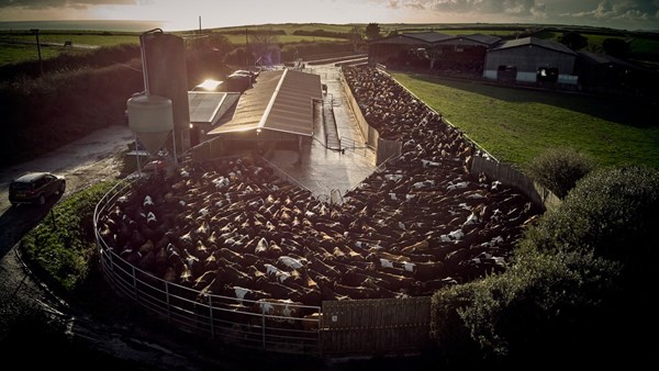 Aerial view of the collecting yard at Caulston Farm